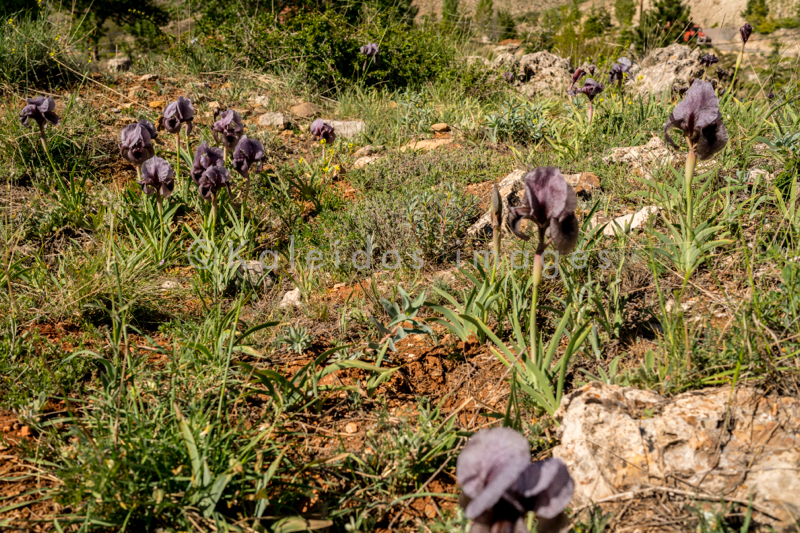 Al Arz;Iris;Iris Cedreti;Kaleidos;Kaleidos images;Lebanon;Middle East;Near East;Proche Orient;Tarek Charara;Flowers;Endemic;Endangered species;Endemic species;Critically endangered;Critically endangered species